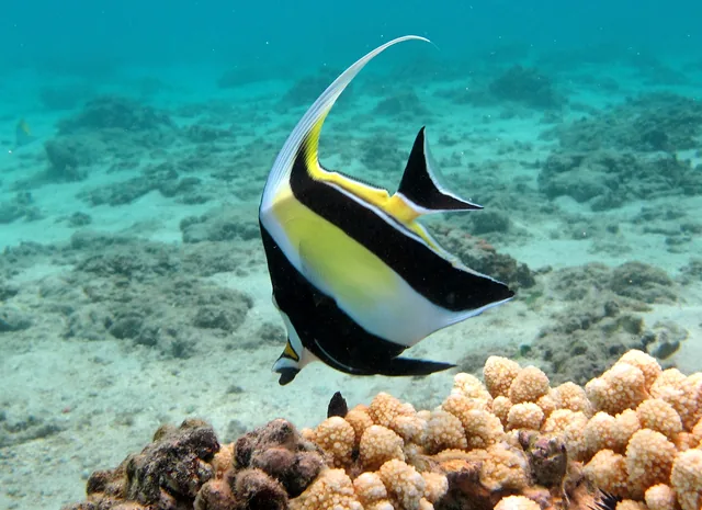 Photograph of an unidentified reef fish for the quiz